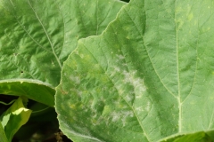 squash-powdery-mildew_35064311074_o