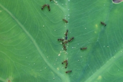 taro-colocasia-esculenta-ants-tending-aphids-on-leaf_36109075534_o