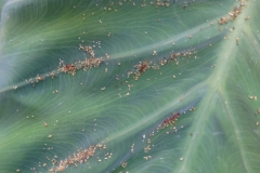 taro-colocasia-esculenta-ants-tending-aphids-on-leaf_36135078263_o