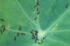 taro-colocasia-esculenta-ants-tending-aphids-on-leaf_36135079843_o