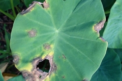 taro-colocasia-esculenta-leaf-blight_22646599030_o
