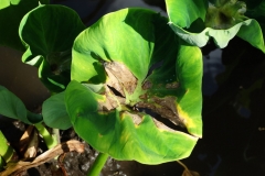 taro-colocasia-esculenta-leaf-blight_35064351294_o