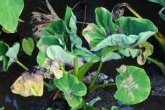 taro-colocasia-esculenta-leaf-blight_35355229543_o