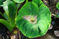 taro-colocasia-esculenta-leaf-blight_35516239300_o