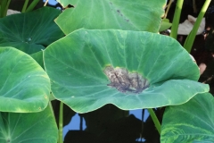 taro-colocasia-esculenta-leaf-blight_35547833233_o