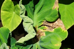 taro-colocasia-esculenta-leaf-blight_35740083754_o