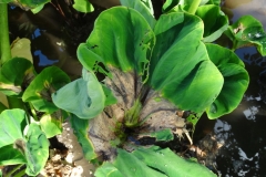 taro-colocasia-esculenta-leaf-blight_35863625536_o