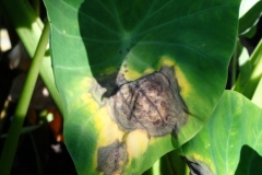 taro-colocasia-esculenta-leaf-blight_36219332461_o
