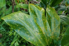 cordyline-fruticosa-green-ti-leafhopper-feeding-injury-hopper-burn_36181825303_o