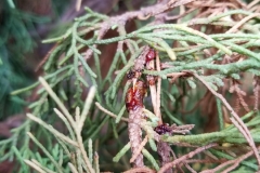 italian-cypress-pacific-beetle-roach-feeding-injury_35698532523_o