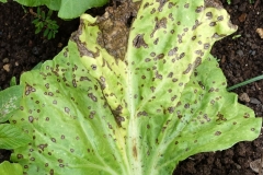 swiss-chard-cercospora-leaf-spot_16166420945_o
