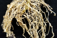tomato-solanum-lycopersicon-root-knot-nematodes_36523667363_o