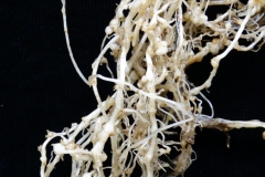tomato-solanum-lycopersicon-root-knot-nematodes_37204697071_o