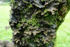 algae-and-moss-on-tree-stem_9592527452_o