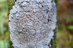along-a-trail-in-manoa-parmeliella-marinara-lichen-and-moss-on-the-bark-of-a-sapling_9288860884_o