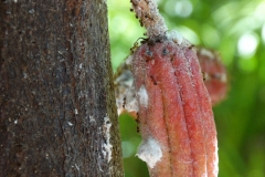 ants-and-pink-mealybugs-on-fruits-of-cacao_9672697241_o
