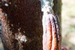 ants-and-pink-mealybugs-on-fruits-of-cacao_9679242555_o