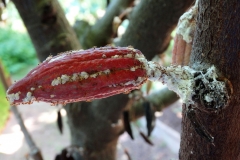 ants-and-pink-mealybugs-on-fruits-of-cacao_9682479506_o