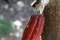 ants-and-pink-mealybugs-on-fruits-of-cacao_9682481534_o