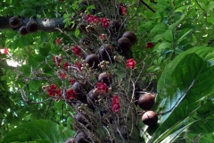 cannonball-tree-in-flower_9221190458_o