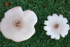 chlorophyllum-molybdites-the-green-spored-parasol-mushroom_9183822573_o