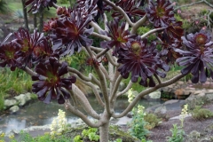 dsc00423-aeonium-zwartzkop_8784256757_o