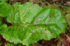 dsc08441-cercospora-leaf-spot-of-beet_8470963267_o