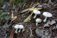 fleshy-fungi-on-the-trail-at-keaiwa-heiau-state-park_9232498423_o