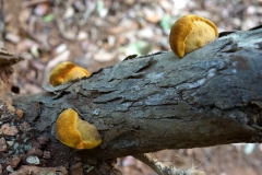 fleshy-fungi-on-the-trail-at-keaiwa-heiau-state-park_9235302814_o