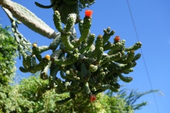 flowering-cactus-in-manoa_11246024523_o
