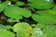 fungal-leaf-spot-of-water-lily_9589759859_o
