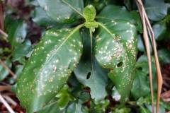 leaf-spot-disease_9619627786_o
