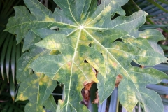 powdery-mildew-of-papaya-upper-leaf-surface_10543969394_o