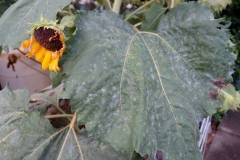 powdery-mildew-of-sunflower_9505453017_o