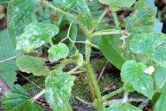 powdery-mildew-of-weedy-begonia-begonia-hirtella_9563572027_o