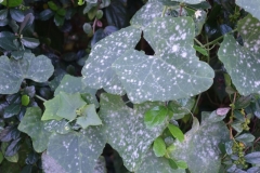 powdery-mildew_11254065156_o