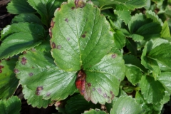 strawberry-leaf-spot_8871117070_o