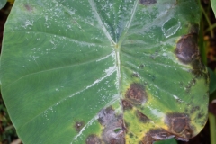 taro-colocasia-esculenta-leaf-blight_9168295377_o