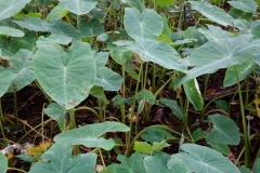 taro-colocasia-esculenta-leaf-blight_9168306177_o