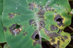 taro-colocasia-esculenta-leaf-blight_9168315579_o