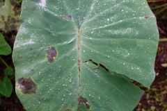 taro-colocasia-esculenta-leaf-blight_9168326485_o