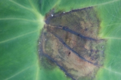 taro-colocasia-esculenta-leaf-blight_9170503410_o
