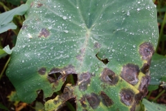 taro-colocasia-esculenta-leaf-blight_9170542460_o