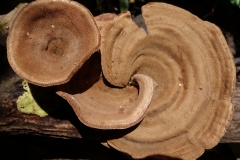 wood-rotting-fungi-in-manoa-valley-hawaii_9527733918_o