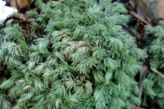 along-a-trail-in-manoa-leucobryum-hawaiiense-bryophyte-moss_9286073941_o