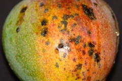 bacterial-black-spot-of-mango_9077467185_o