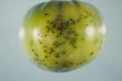 bacterial-speck-of-tomato_9101555371_o