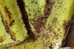 banana-aphids-pentalonia-nigronervosa_25496224543_o