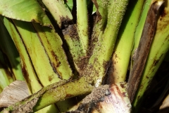 banana-aphids-pentalonia-nigronervosa_25825997900_o