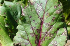 beet-cercospora-leaf-spot_24178721101_o